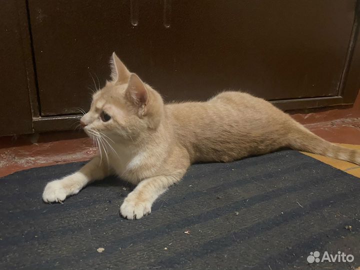 Кошка ищет дом