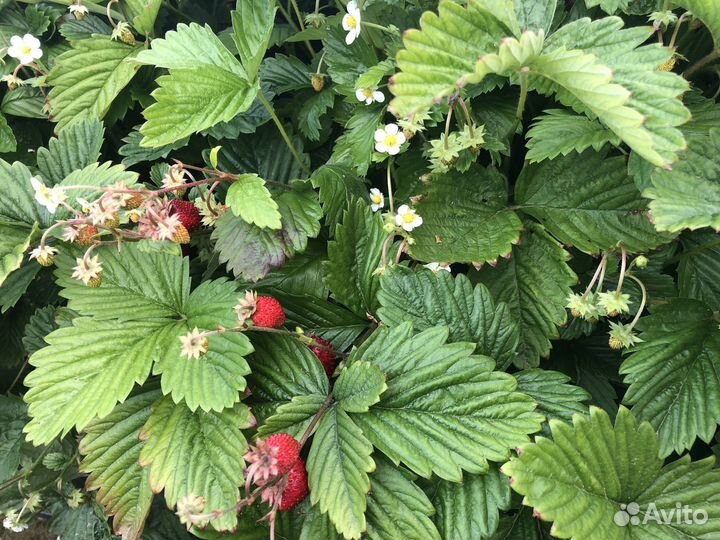 Земляничное пюре (замороженное)