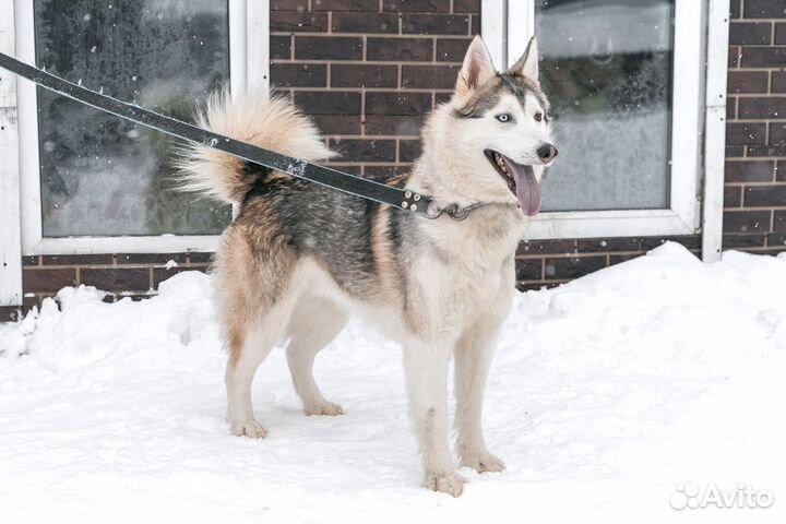 Парень метис