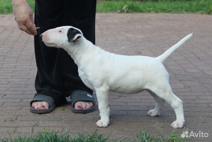 Высокопородные щенки бультерьера