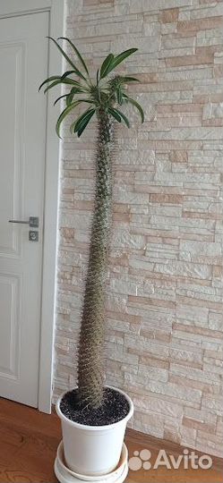 Комнатные домашние растения