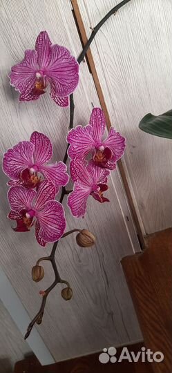 Орхидея фаленопсис с мутацией по форме