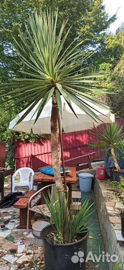 Пальма юкка