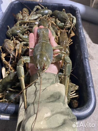 Раки Солнечный