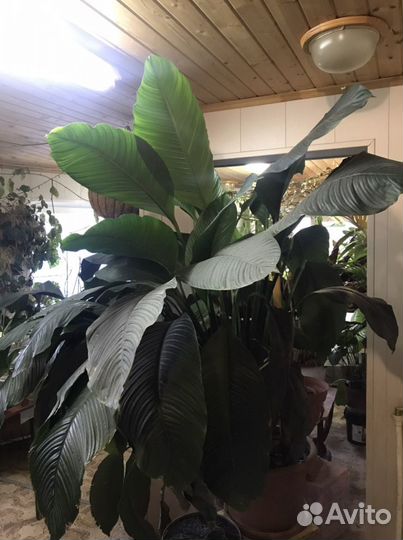 Спатифиллум