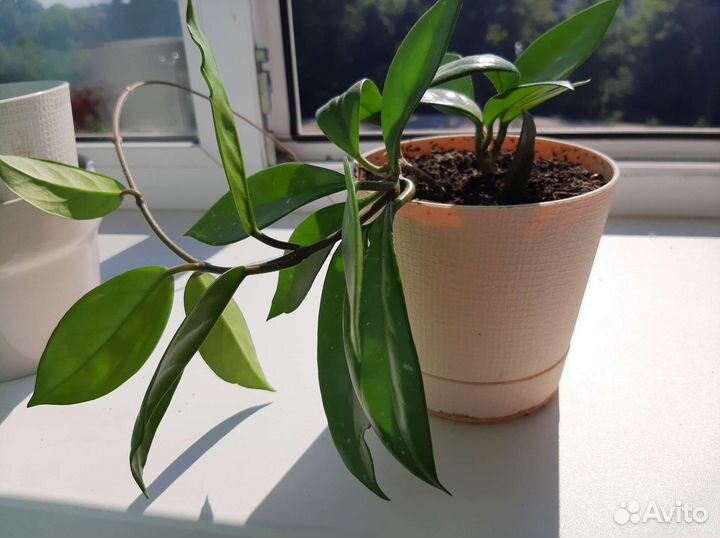 Хойя (Восковой плющ)