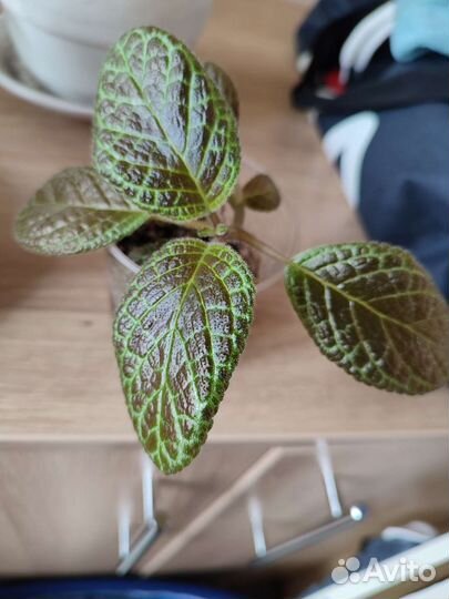 Эписция, коллерия