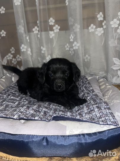 Отдам щенков в добрые руки бесплатно