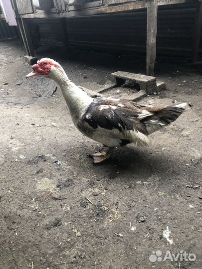 Цыплята бройлеры суточные