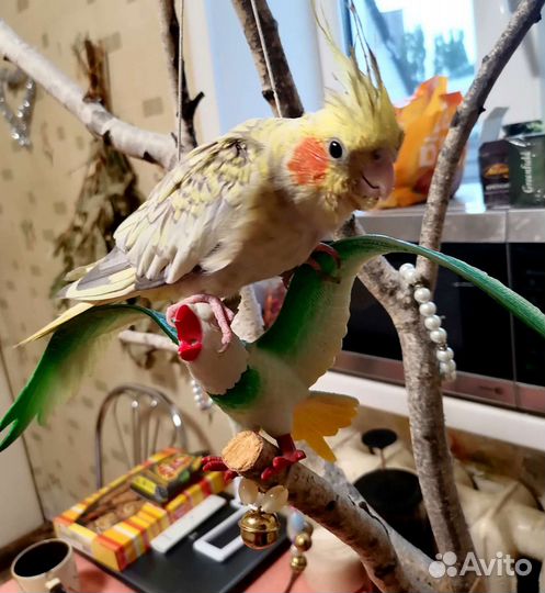 Присада для попугая