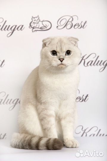 Вязка с шотландским вислоухим котом редкого окраса