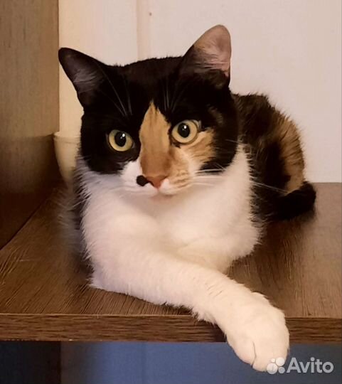 Кошка ищет дом