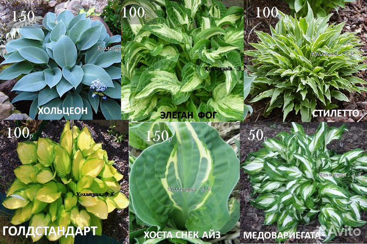 Почвопокровные Многолетники Хосты Почтой (Часть1)