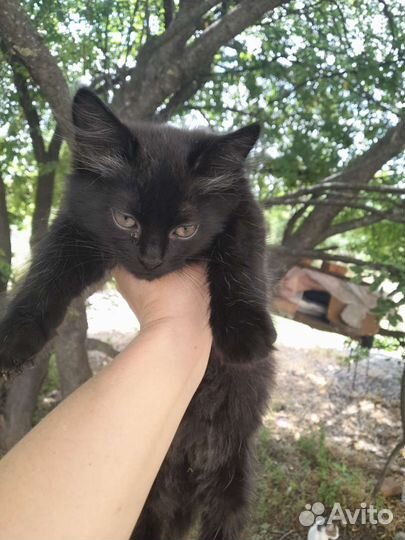Котята