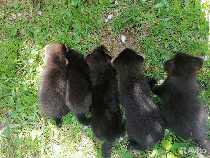 Ручные соболя. Резерв