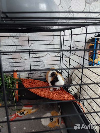 Домик для морской свинки