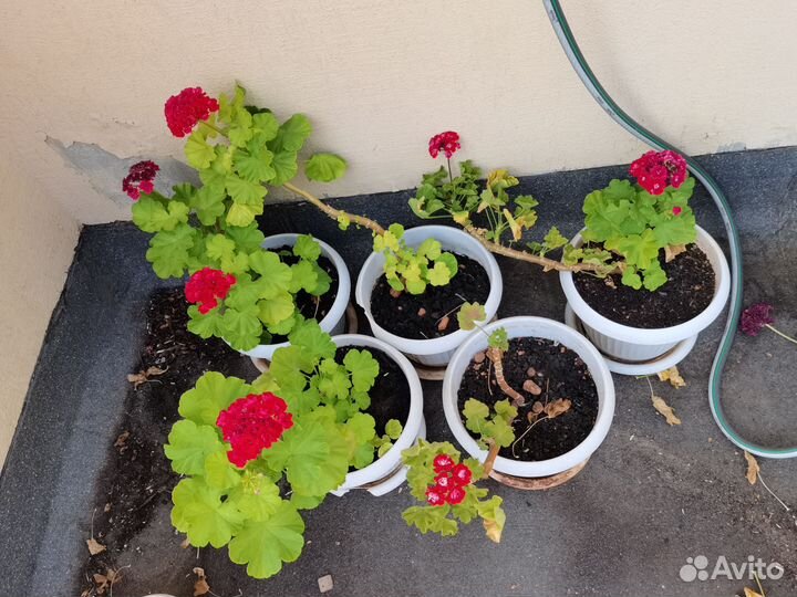Пеларгонии сортовые