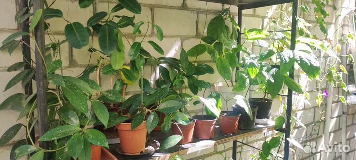 Комнатные растения цветы