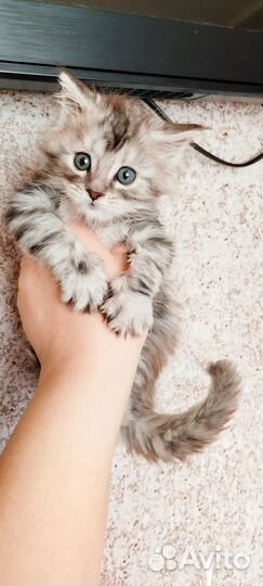 Котëнок мейн-кун