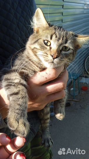 Котик 4 месяца метис