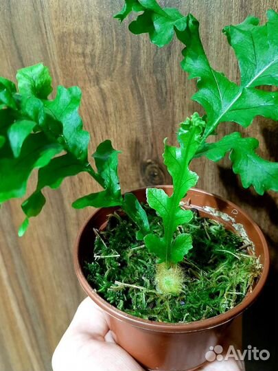 Папоротники (Платицериум, Аглаоморфа, Дринария)