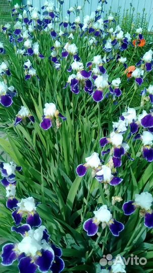 Ирис сортовой Вабаш