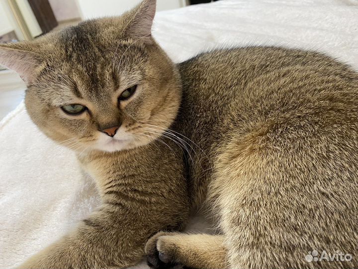 Золотая шиншилла с родословной вязка