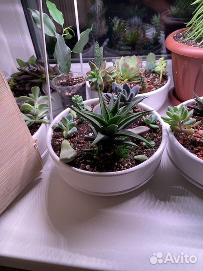 Флорариум суккуленты