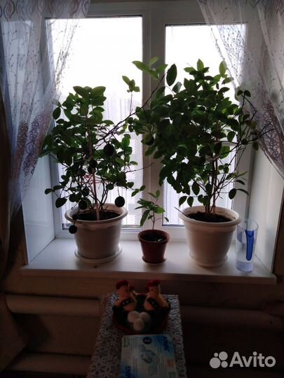 Лимонное дерево с плодами и без