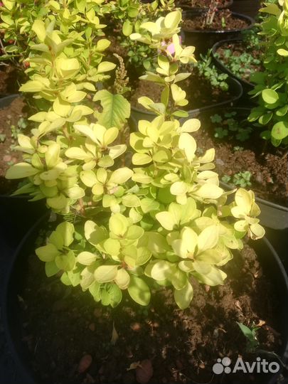 Растения для сада