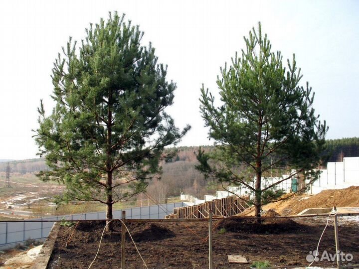 Сосна 5,78 m