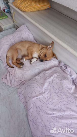 Щенки чихуахуа