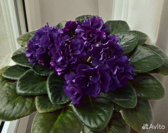 Детки сортовых фиалок