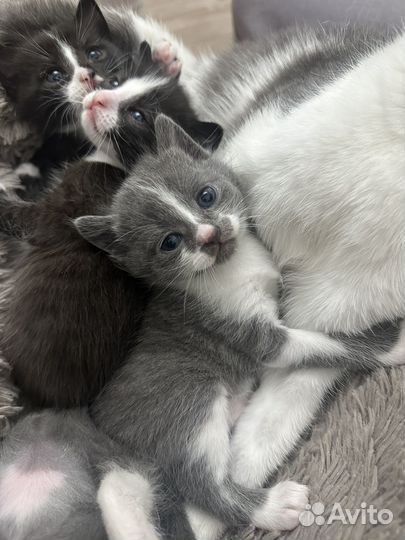 Котята в добрые руки