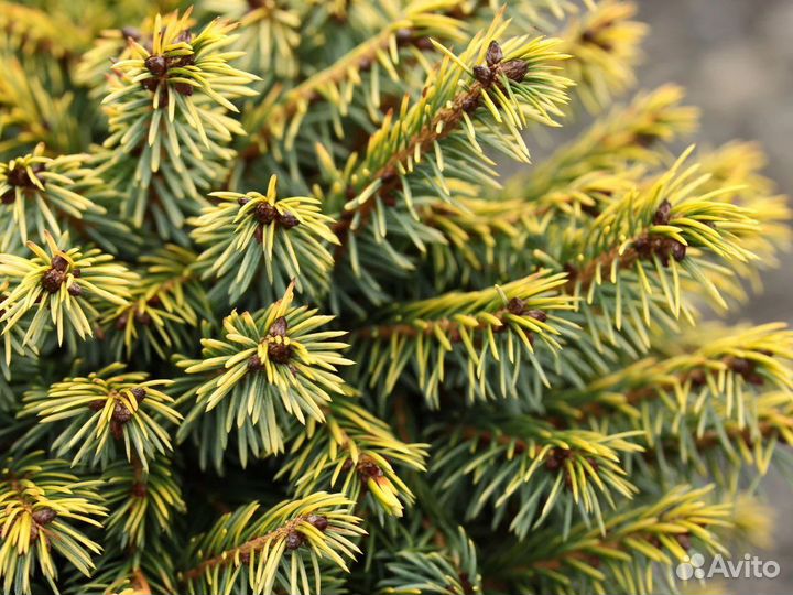 Ель сербская Певе Тиджин