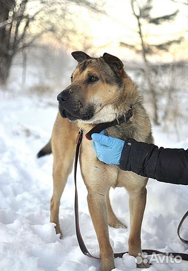 Метис шарпея в добрые руки
