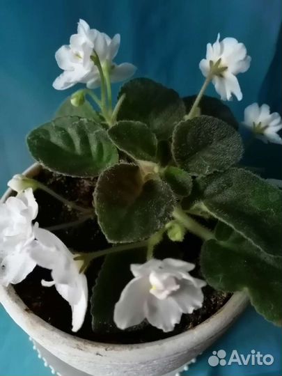 Фиалка белая махровая