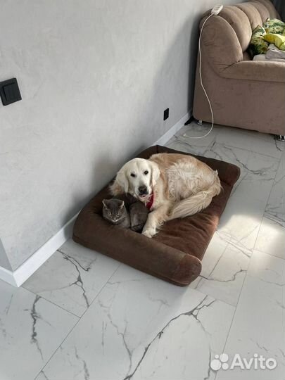 Передержка домашних животных Зоогостиница