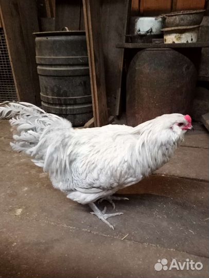 Петушок (Амеракуана лаванда )