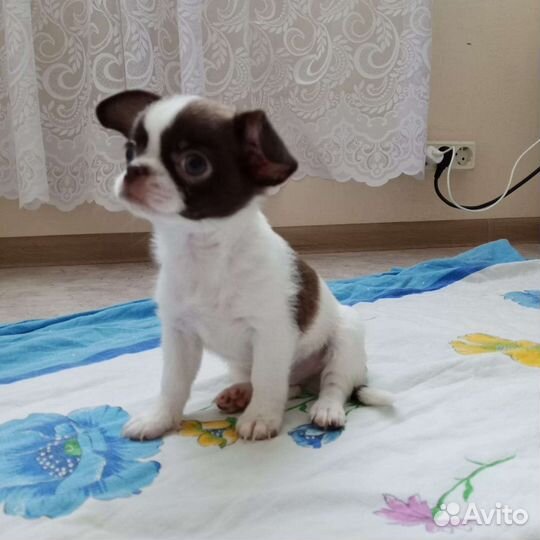 Щенки чихуахуа