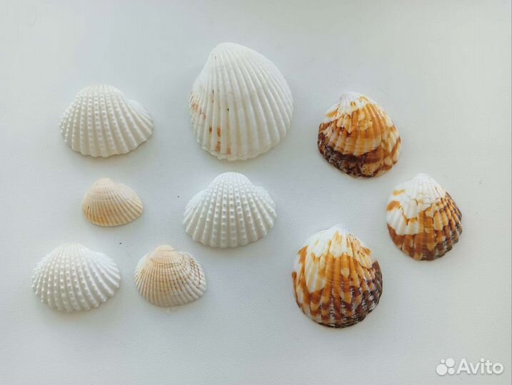Морские ракушки