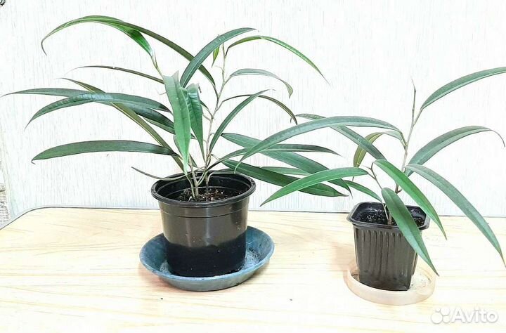 Фикусы разных видов