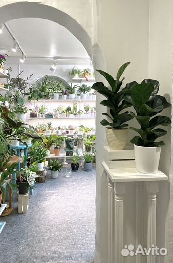 Комнатные растения Фикус лирата Бамбино