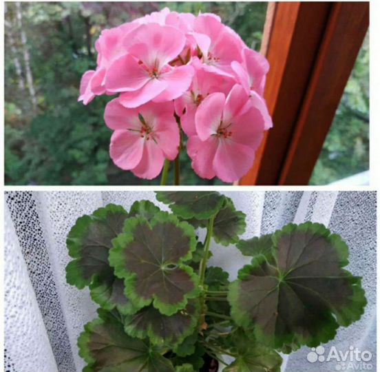 Пеларгония герань