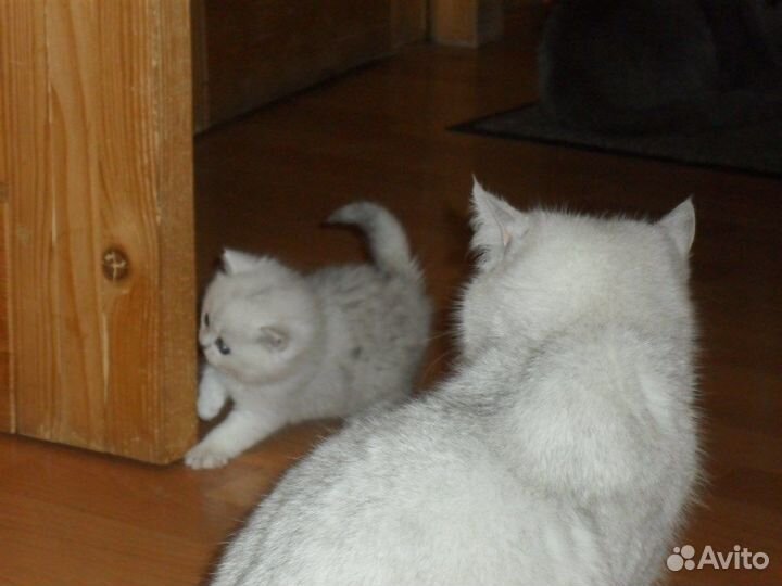 Вислоухие котята чистое серебро, глаза зеленые