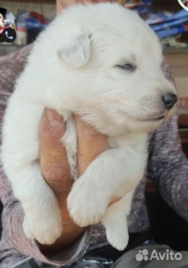 Щенки Белой Швейцарской Овчарки