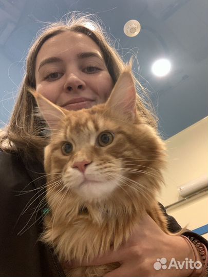 Стрижка собак и кошек