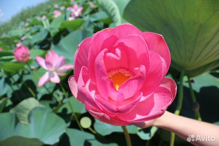 Волгоград - Астрахань - Элиста. Цветение лотосов