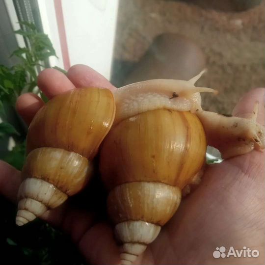 Разные виды улиток