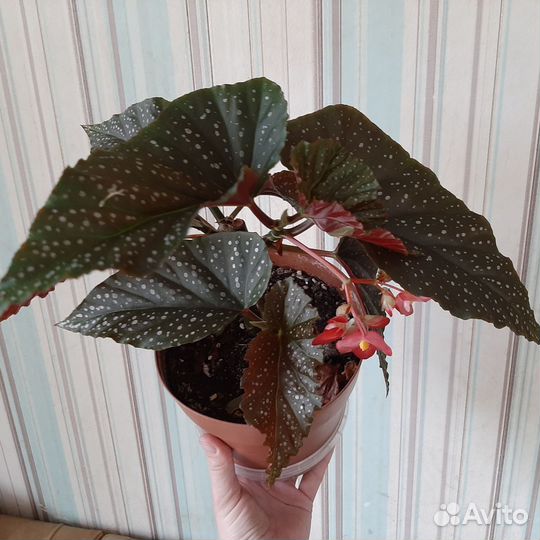 Бегония коралловая